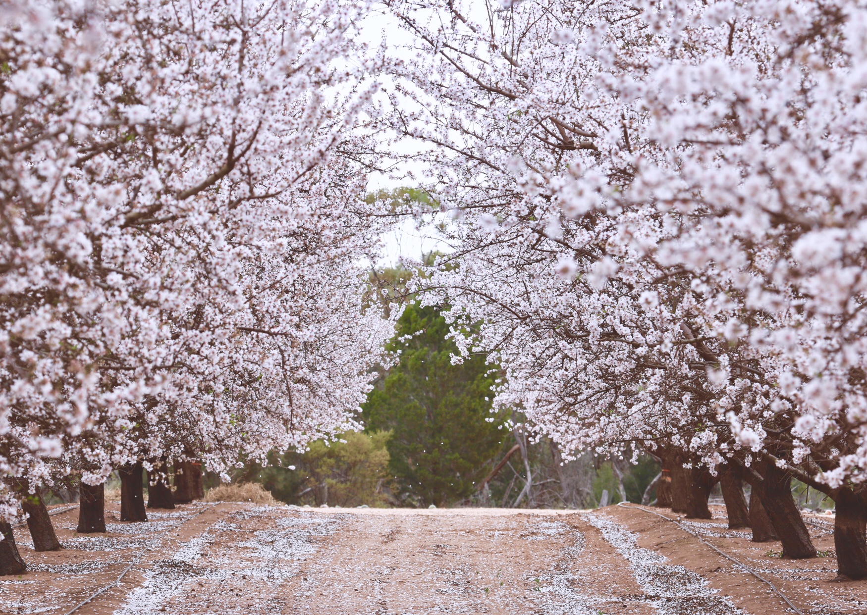 Yarra Valley Đồng hoa Tulip từ 15/09 14/10 Du Lịch Melbourne